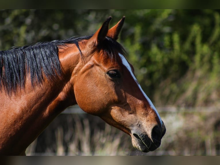 Holsteiner Stute 12 Jahre 166 cm Brauner in Lüneburg