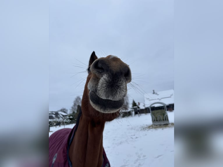 Holsteiner Stute 12 Jahre 166 cm Brauner in Lüneburg