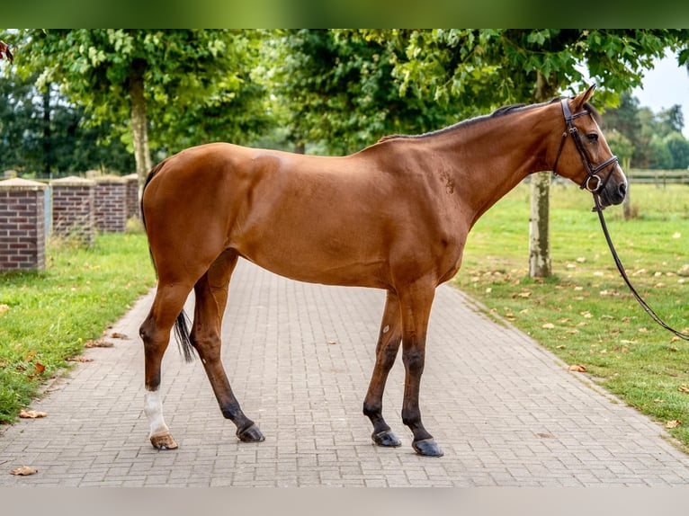 Holsteiner Stute 12 Jahre 166 cm Brauner in Emsdetten