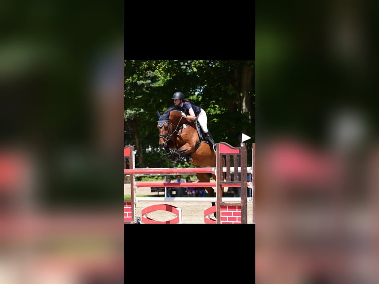 Holsteiner Stute 12 Jahre 167 cm Brauner in Eppelheim