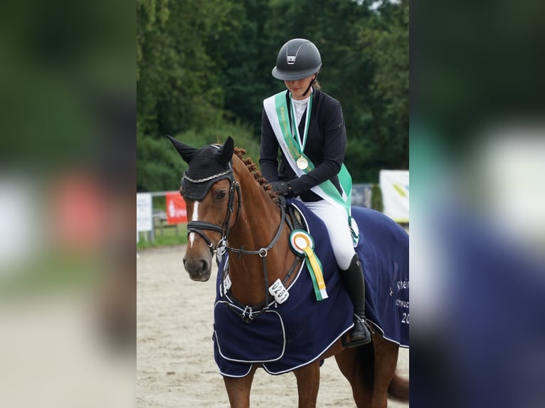 Holsteiner Stute 12 Jahre 167 cm Fuchs in Willich