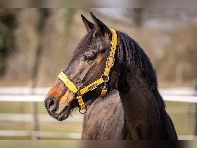 Holsteiner Stute 12 Jahre 167 cm Schwarzbrauner in Weinfelden