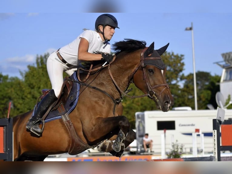 Holsteiner Stute 12 Jahre 168 cm Brauner in Coburg
