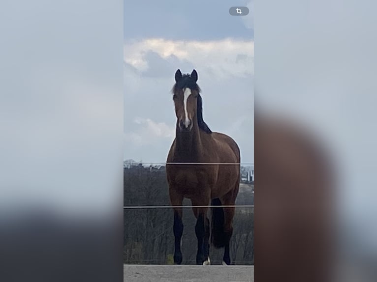 Holsteiner Stute 12 Jahre 168 cm Brauner in Schalksmühle