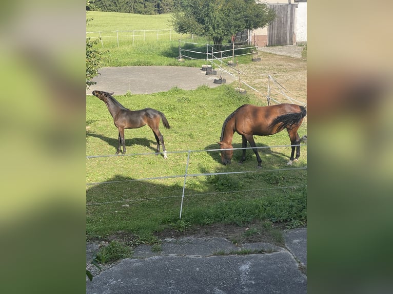 Holsteiner Stute 12 Jahre 169 cm Brauner in M&#xFC;nsingen