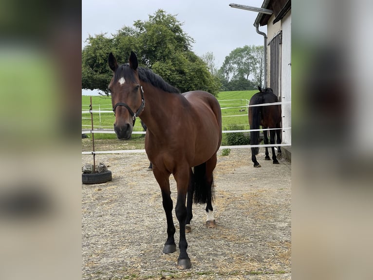 Holsteiner Stute 12 Jahre 169 cm Brauner in M&#xFC;nsingen