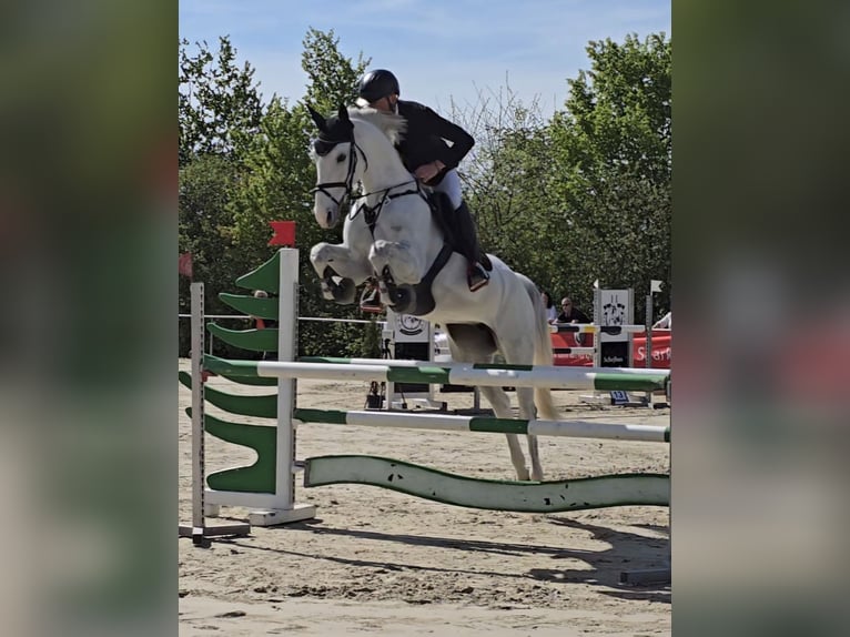 Holsteiner Stute 12 Jahre 169 cm Fliegenschimmel in Crailsheim