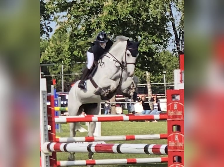 Holsteiner Stute 12 Jahre 169 cm Fliegenschimmel in Crailsheim