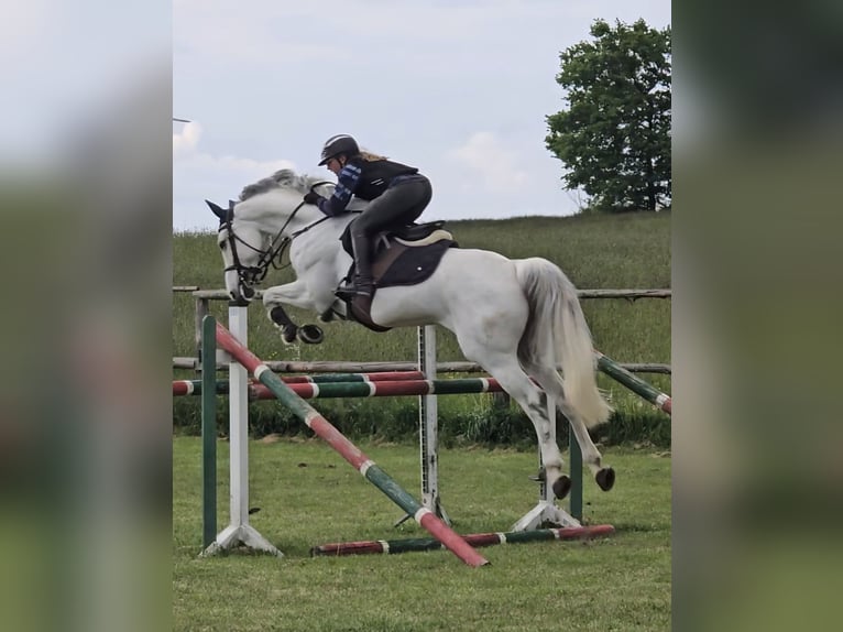 Holsteiner Stute 12 Jahre 169 cm Fliegenschimmel in Crailsheim