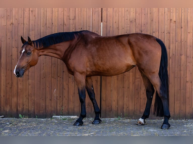 Holsteiner Stute 12 Jahre 170 cm Brauner in Ballenstedt