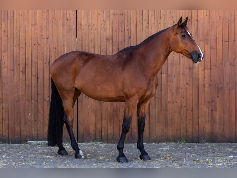Holsteiner Stute 12 Jahre 170 cm Brauner in Ballenstedt