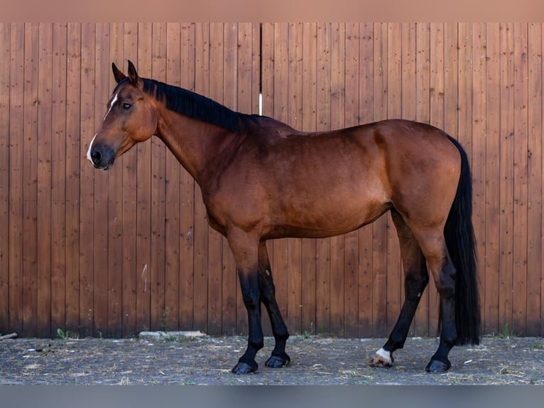 Holsteiner Stute 12 Jahre 170 cm Brauner in Ballenstedt