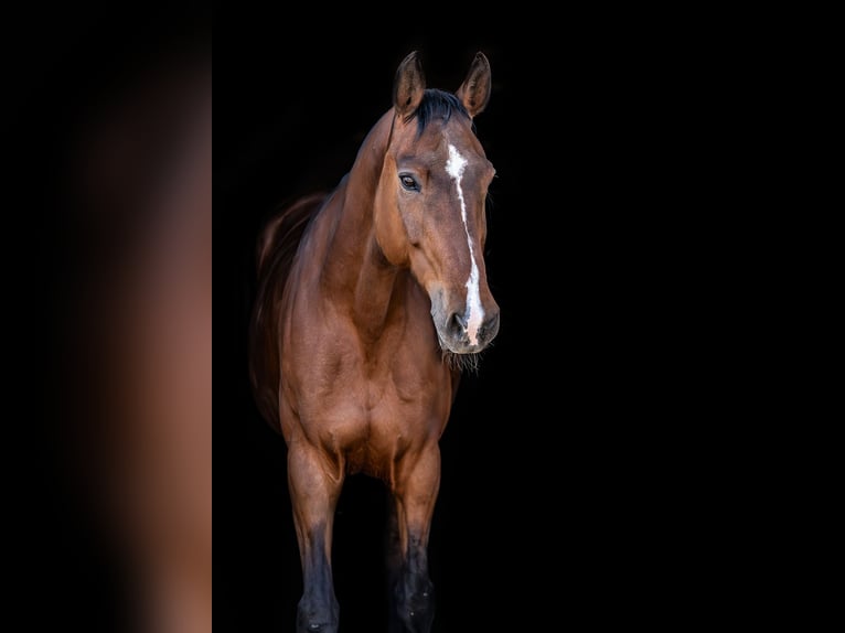 Holsteiner Stute 12 Jahre 170 cm Brauner in Ballenstedt
