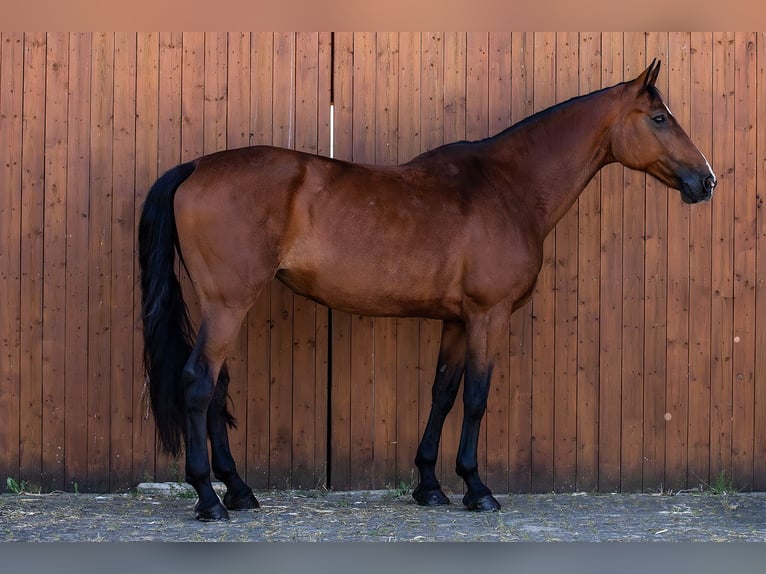 Holsteiner Stute 12 Jahre 170 cm Brauner in Ballenstedt