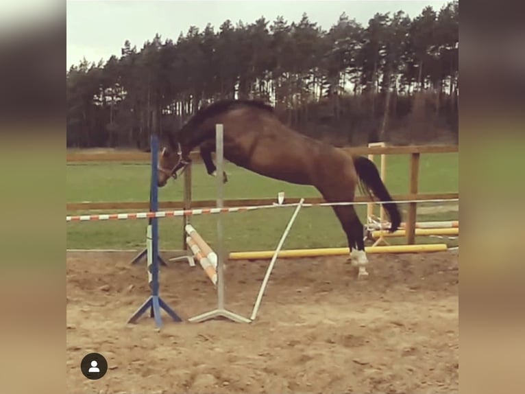 Holsteiner Stute 12 Jahre 170 cm Brauner in Tuchola