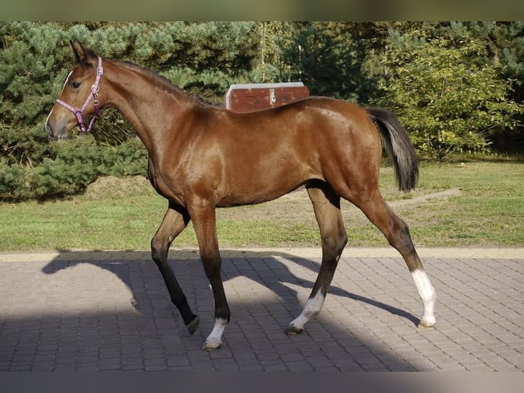 Holsteiner Stute 12 Jahre 170 cm Brauner in Tuchola
