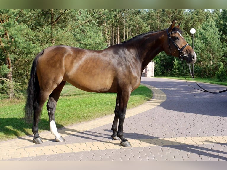 Holsteiner Stute 12 Jahre 170 cm Brauner in Tuchola