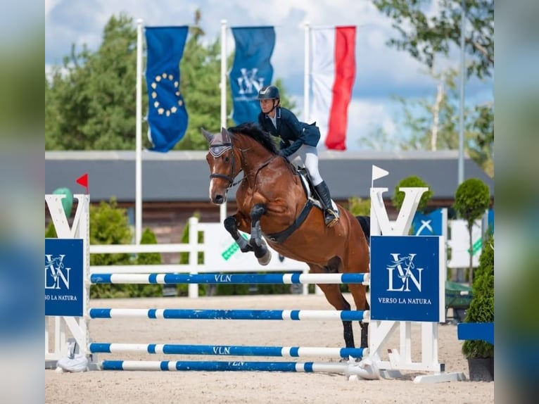 Holsteiner Stute 12 Jahre 174 cm Brauner in Wo&#x142;czkowo