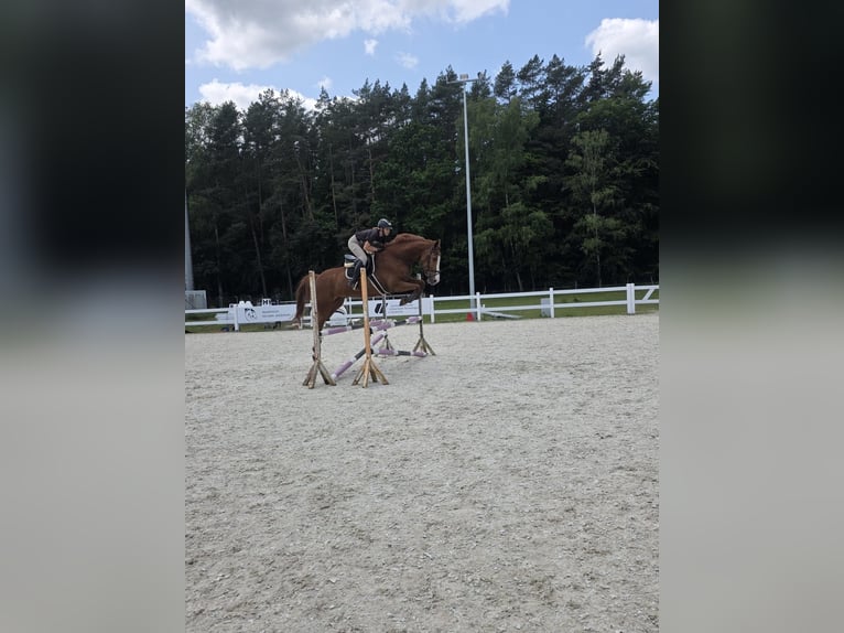 Holsteiner Stute 12 Jahre 174 cm Brauner in Wo&#x142;czkowo