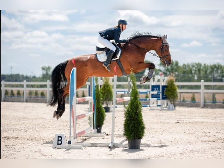 Holsteiner Stute 12 Jahre 174 cm Brauner in Wo&#x142;czkowo