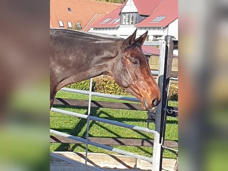 Holsteiner Stute 12 Jahre 176 cm Brauner in Braunschweig