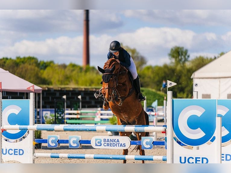Holsteiner Stute 12 Jahre Dunkelfuchs in Stupava