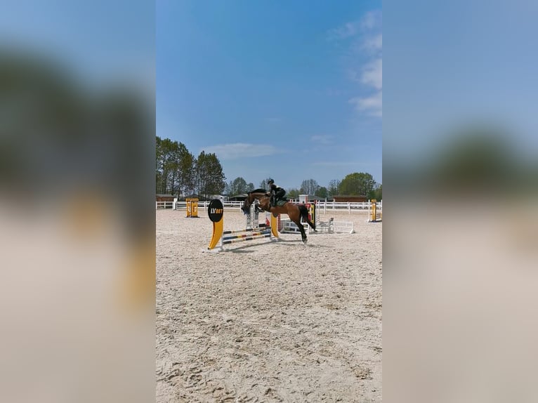 Holsteiner Stute 13 Jahre 161 cm Brauner in Koluszki