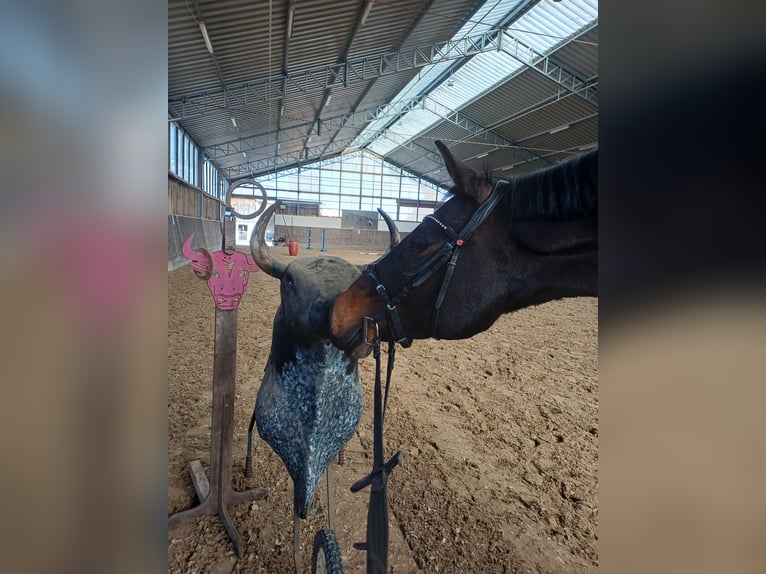 Holsteiner Stute 13 Jahre 162 cm Brauner in Löhnberg