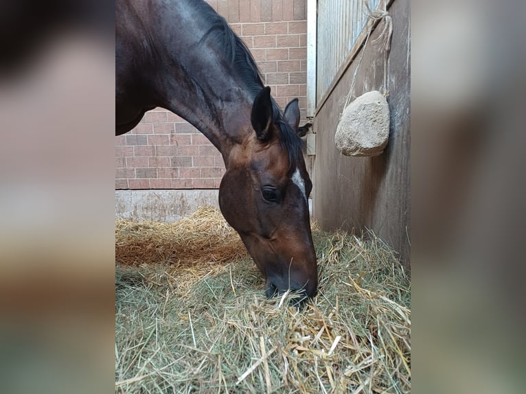Holsteiner Stute 13 Jahre 162 cm Brauner in Löhnberg