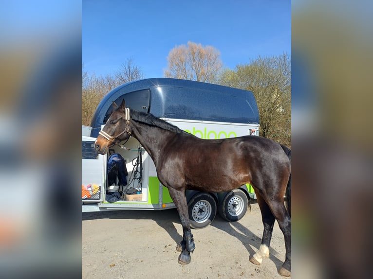 Holsteiner Stute 13 Jahre 162 cm Brauner in Löhnberg
