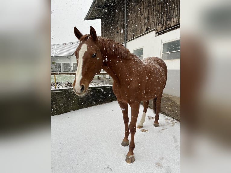 Holsteiner Stute 13 Jahre 162 cm Fuchs in Ligist