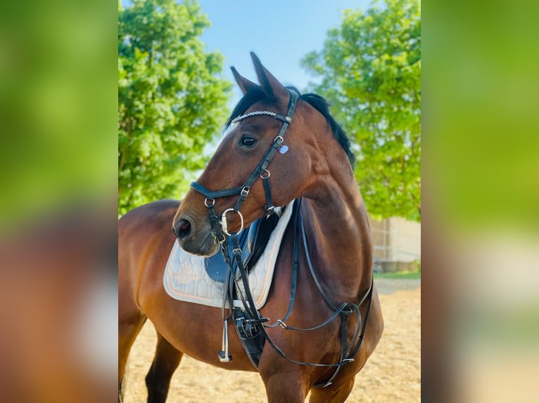 Holsteiner Stute 13 Jahre 163 cm Brauner in Roßdorf