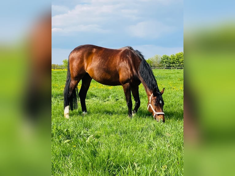 Holsteiner Stute 13 Jahre 163 cm Brauner in Roßdorf