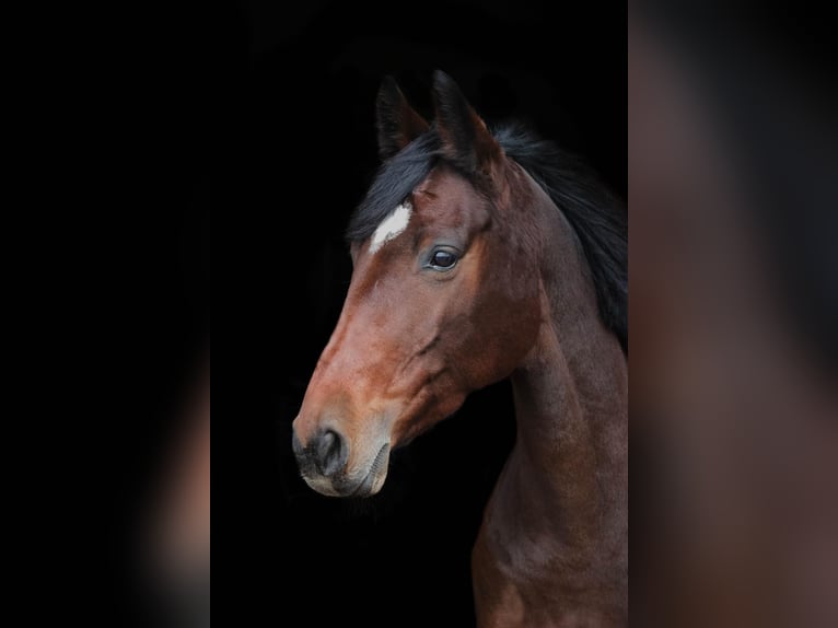 Holsteiner Stute 13 Jahre 163 cm Brauner in Roßdorf