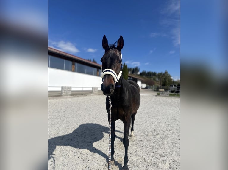 Holsteiner Stute 13 Jahre 163 cm Dunkelbrauner in Griesstätt