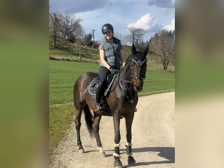 Holsteiner Stute 13 Jahre 163 cm Dunkelbrauner in Griesstätt