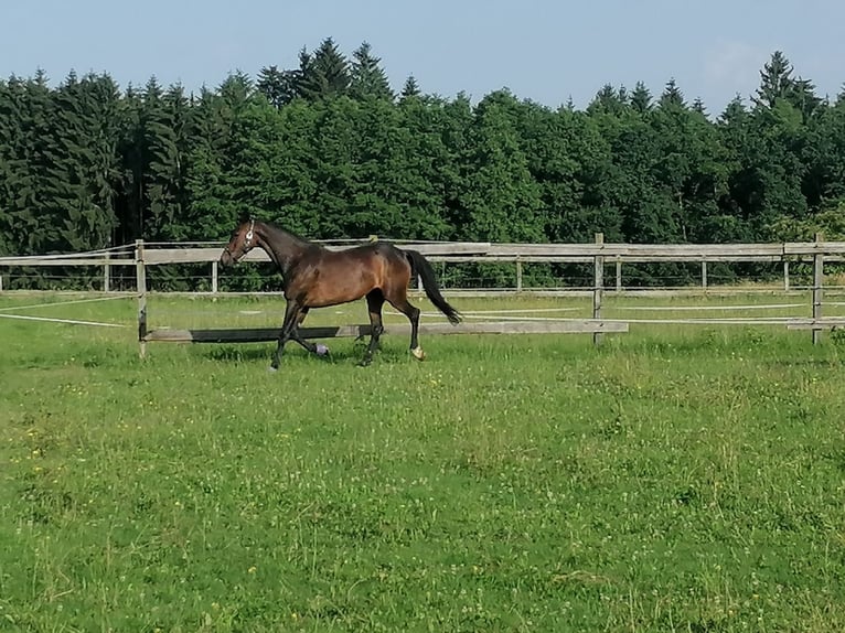Holsteiner Stute 13 Jahre 163 cm Dunkelbrauner in Griesstätt