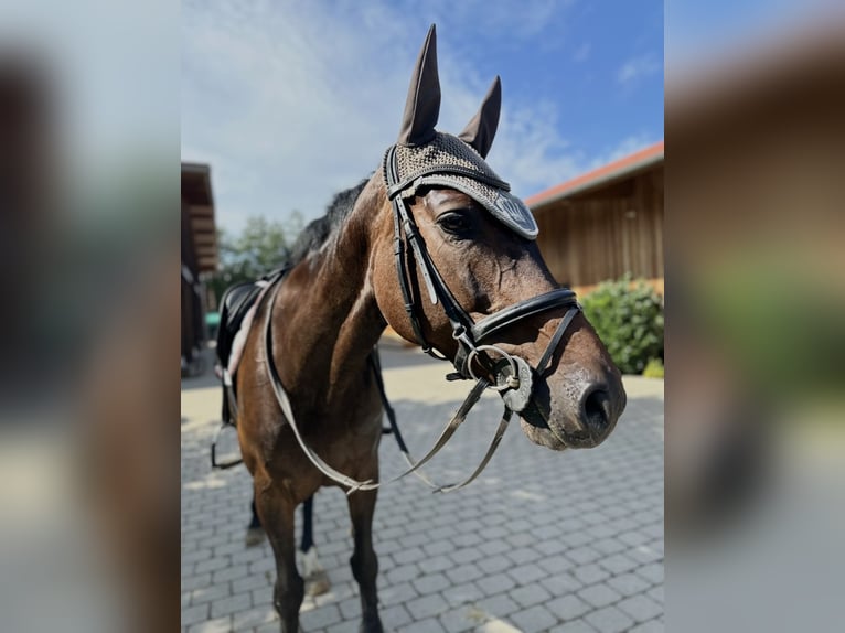 Holsteiner Stute 13 Jahre 163 cm Dunkelbrauner in Griesstätt