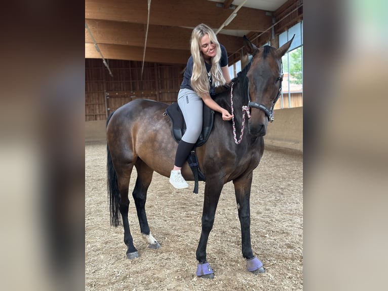 Holsteiner Stute 13 Jahre 163 cm Dunkelbrauner in Griesstätt