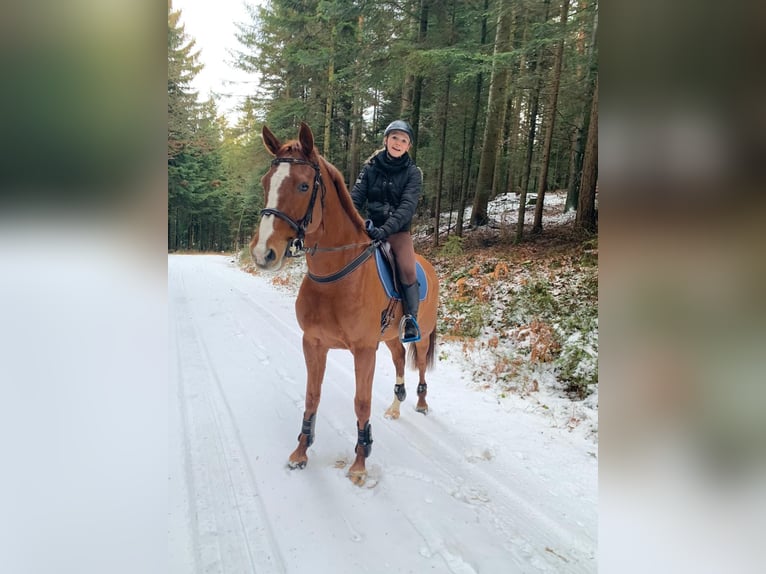 Holsteiner Stute 13 Jahre 163 cm Fuchs in Ligist