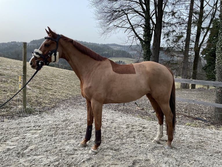 Holsteiner Stute 13 Jahre 163 cm Fuchs in Ligist