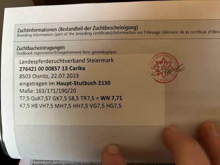 Holsteiner Stute 13 Jahre 163 cm Fuchs in Ligist