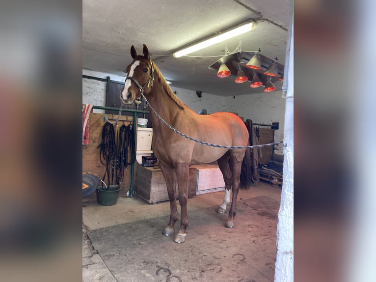 Holsteiner Stute 13 Jahre 163 cm Fuchs in Ligist