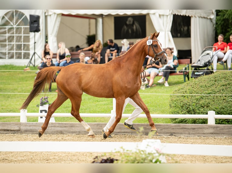 Holsteiner Stute 13 Jahre 163 cm Fuchs in Ligist