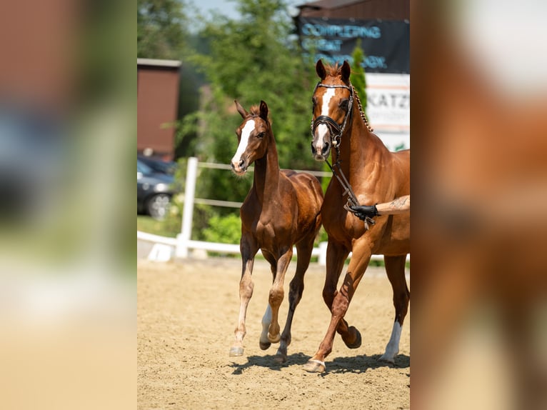 Holsteiner Stute 13 Jahre 163 cm Fuchs in Ligist