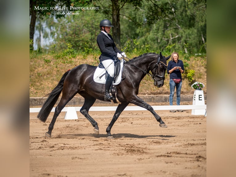 Holsteiner Stute 13 Jahre 163 cm Schwarzbrauner in Schlalach