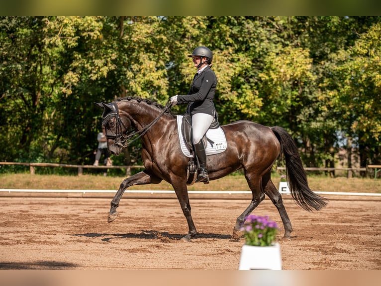 Holsteiner Stute 13 Jahre 163 cm Schwarzbrauner in Schlalach