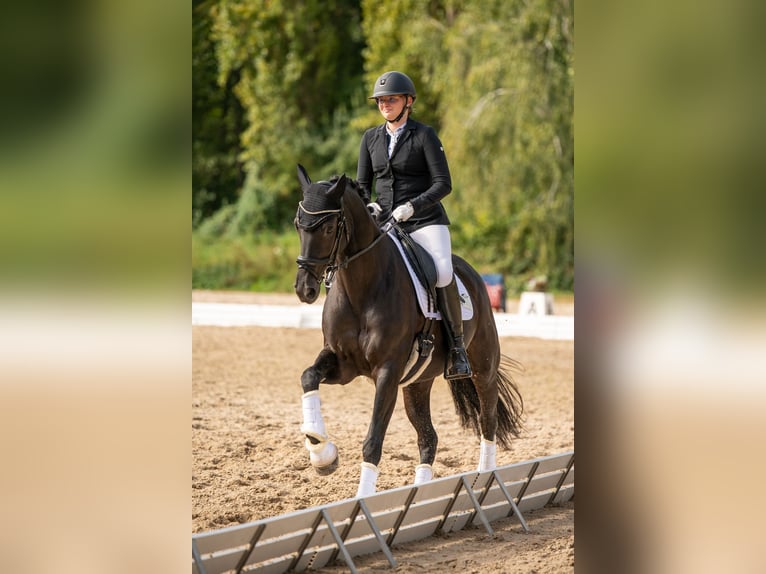 Holsteiner Stute 13 Jahre 163 cm Schwarzbrauner in Schlalach