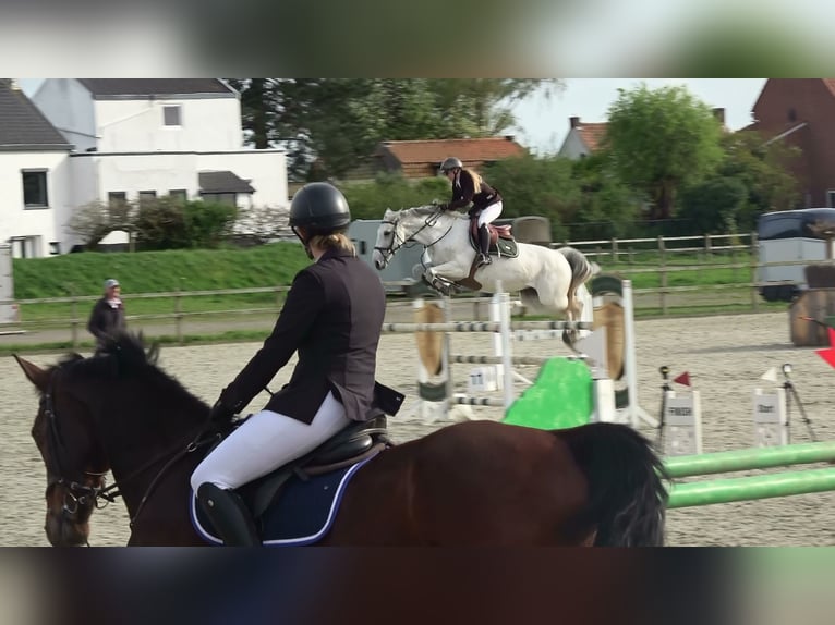 Holsteiner Stute 13 Jahre 164 cm Schimmel in oppuurs