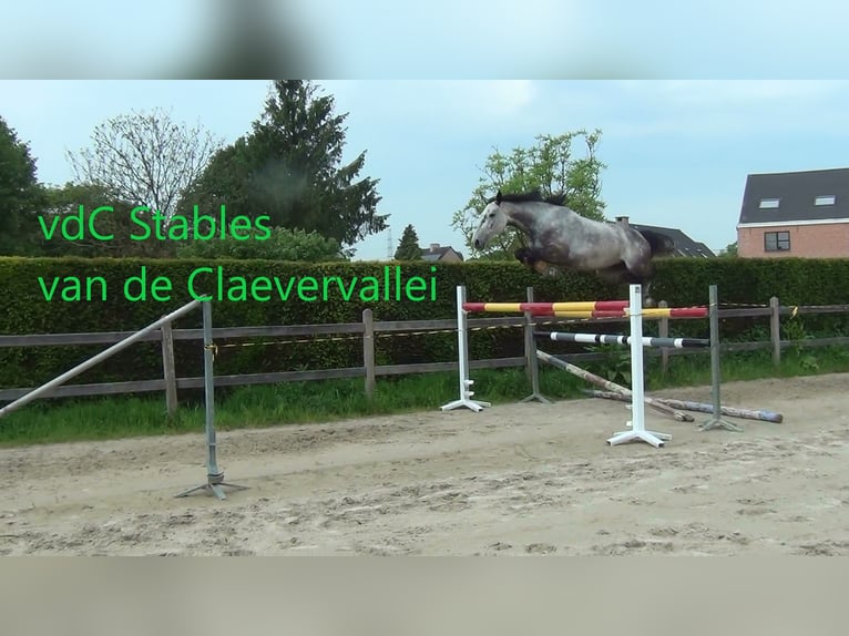 Holsteiner Stute 13 Jahre 164 cm Schimmel in oppuurs